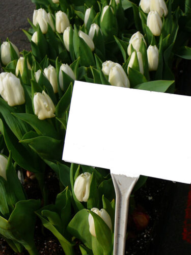 DIY Plant Labels